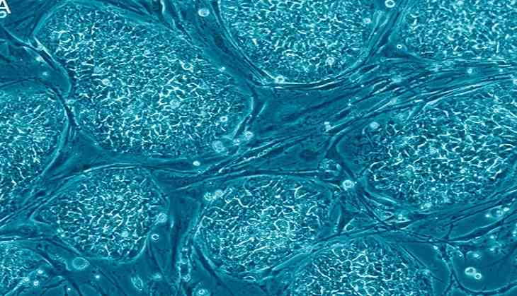 Researchers At Vienna Innovated “Language Of Stem Cells