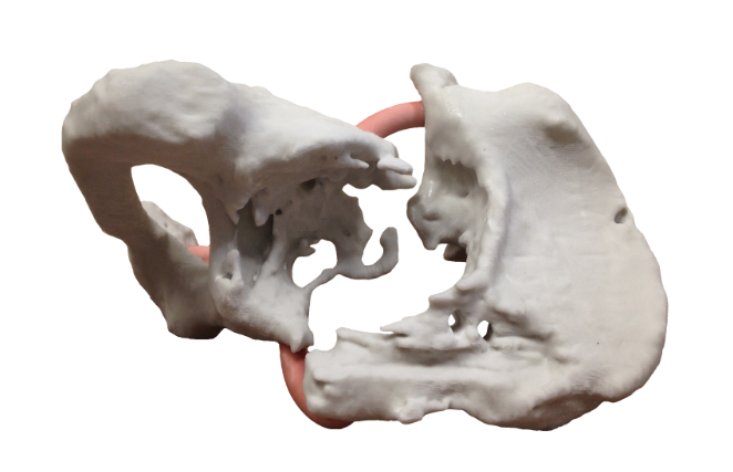 Anatomical 3D models