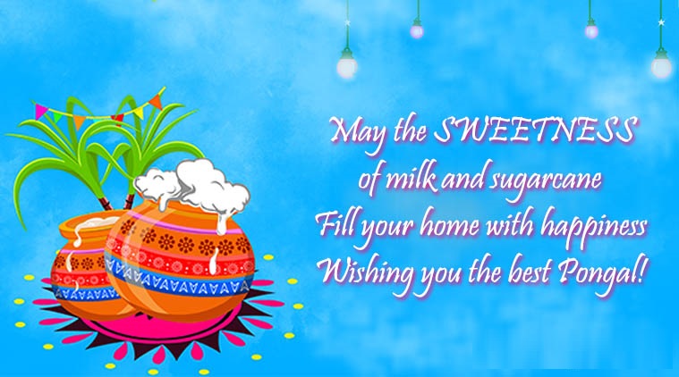 Happy Pongal Facebook and WhatsApp Status