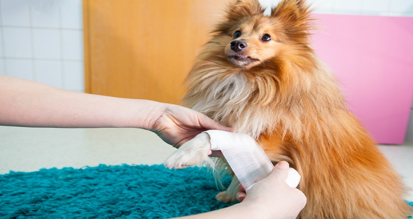 How To Bandage Your Dog Using Kendall Bandages.