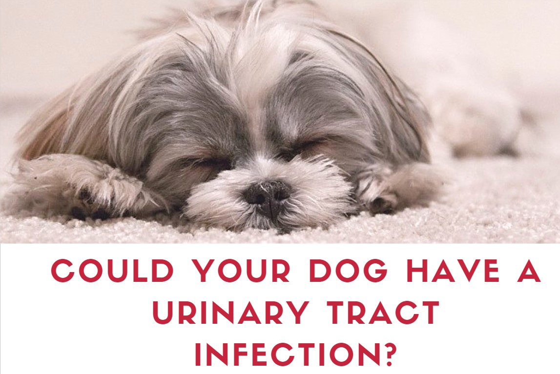 Could Your Dog Have a Urinary Tract Infection? Techicy