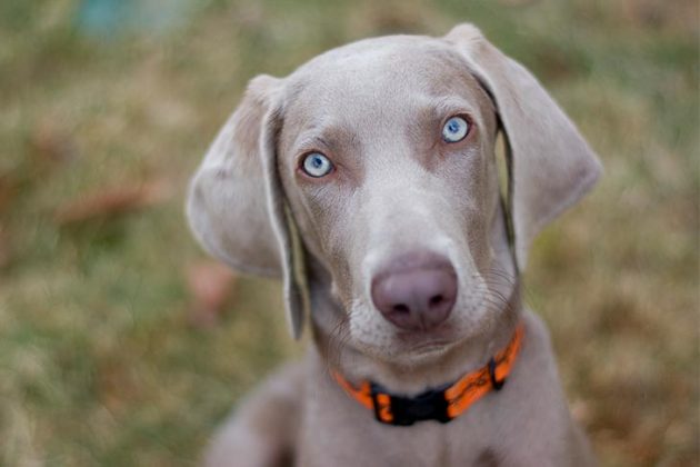 Reasons Why Your Dog Stares at You - Techicy