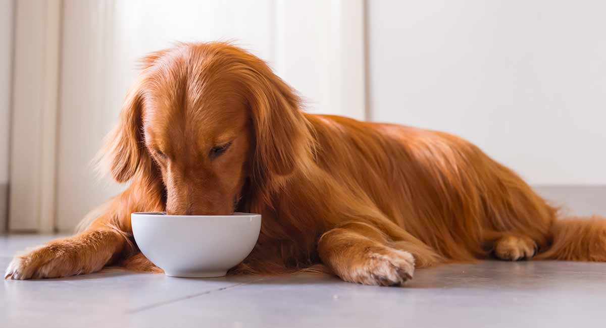 Dog Getting the Right Diet