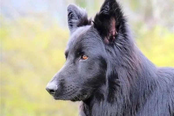 The Lycan Shepherd Dog