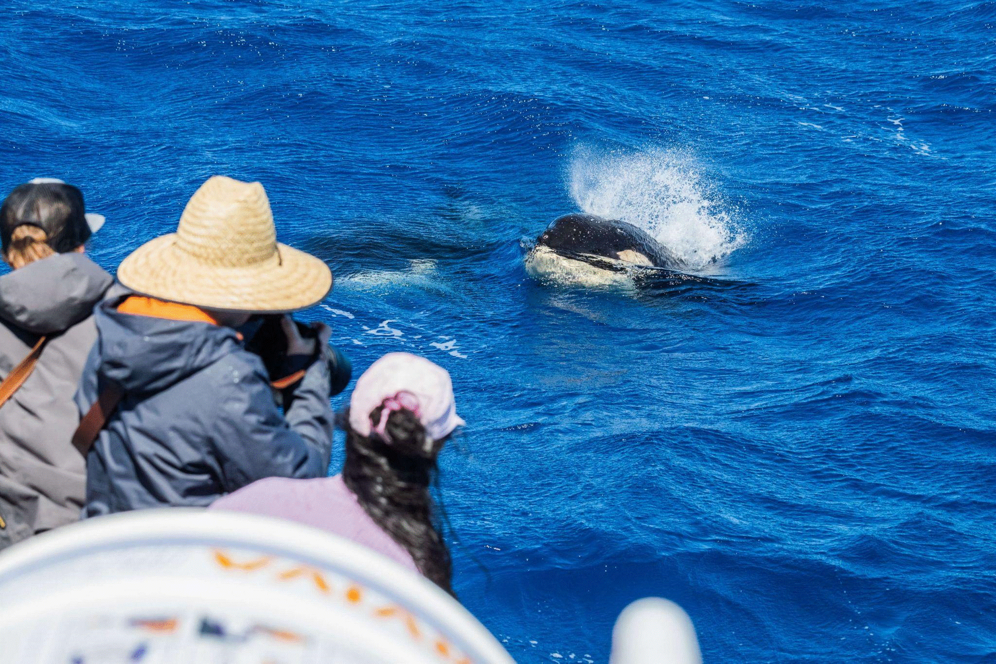 Whale Watching Western Australia