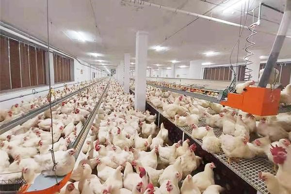 Poultry Lighting Systems