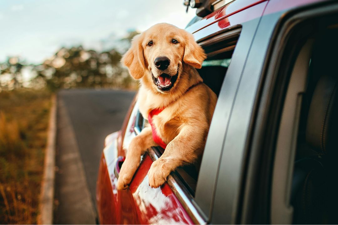 Summer Pet Travel: Everything to Know Before You Go