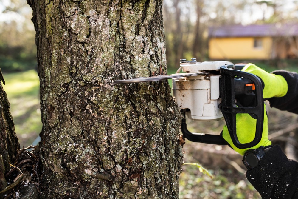 The Growing Demand for Professional Tree Service Businesses
