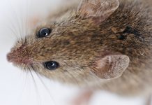 Why Businesses Should Hire a Pest Control Company as Soon as the Problem Starts Hire a Pest Control Company